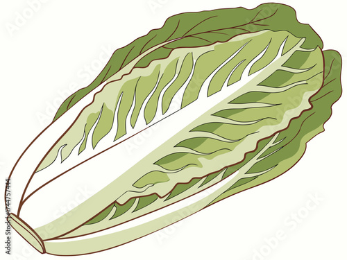 Fresh Cabbage: A close-up studio shot of a vibrant, crisp head of cabbage, showcasing its fresh, leafy layers and natural, green tones. 