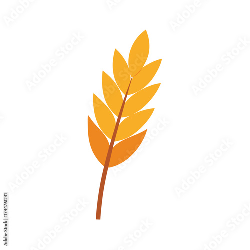Barley on White Background