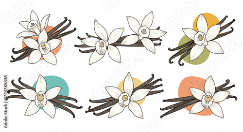 A collection of vanilla bean pods with delicate white flowers and soft pastel circles.