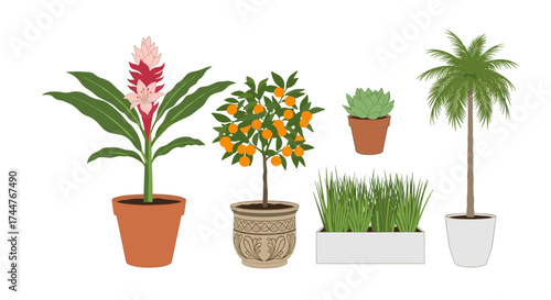 A curated collection of potted plants gracing indoor spaces with natural beauty.