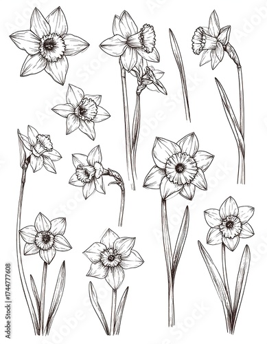 Collection of detailed line drawings of daffodils.  Various angles and positions.  Botanical style