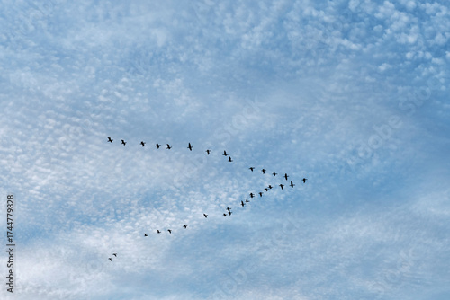 Flock of cranes flying in V formation against blue sky