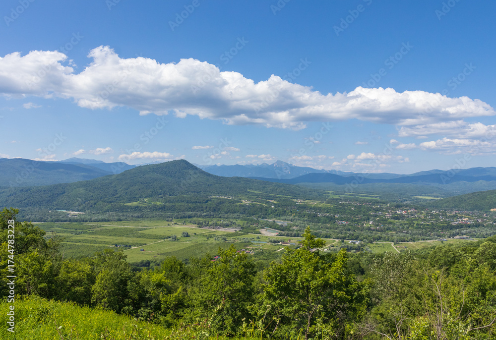 Fototapeta premium subalpine vegetation at the beginning of the summer flowering period, endemic in nature