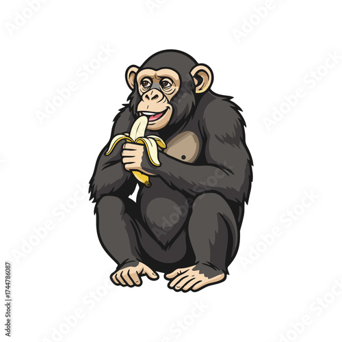 Chimpanzee with a white background 