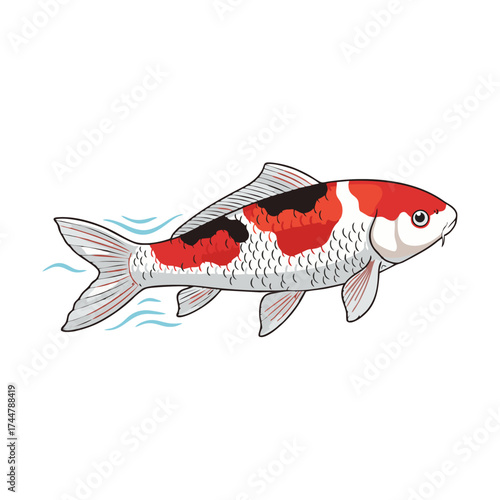 Koi fish with a white background