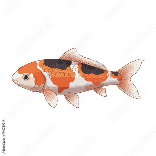Koi fish with a white background