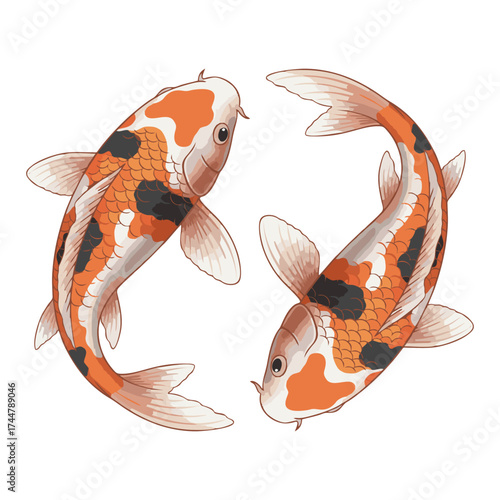 Koi fish with a white background