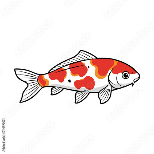 Koi fish with a white background