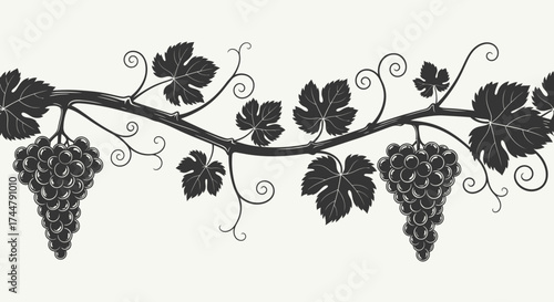 Illustration of a grape vine with leaves and two bunches of grapes hanging down, depicted in a silhouette style on a white background.