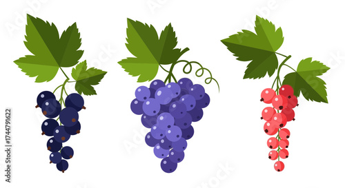 Illustration of three bunches of berries: blackcurrants, blueberries, and redcurrants, each with green leaves, isolated on a white background.