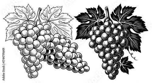 Two bunches of grapes with leaves, one in outline and the other filled in with shading, presented in a detailed engraving style.