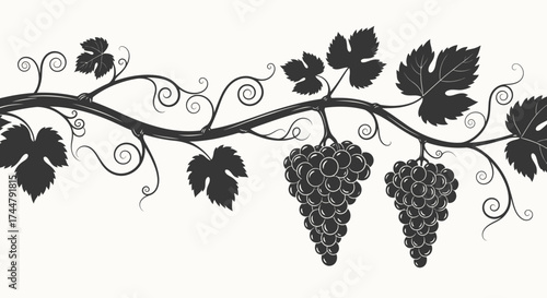 Illustration of a grapevine branch with leaves and two bunches of grapes in a stylized, monochromatic design.