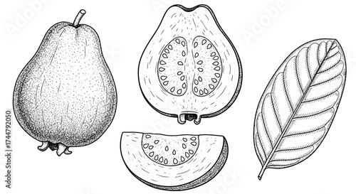 Illustration of a guava fruit: whole, halved, and sliced, accompanied by a leaf, all rendered in a detailed, stippled, black and white line drawing style.
