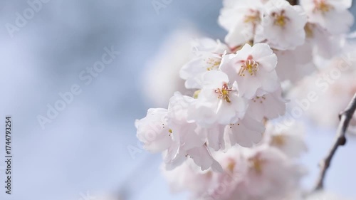 風に揺れる桜