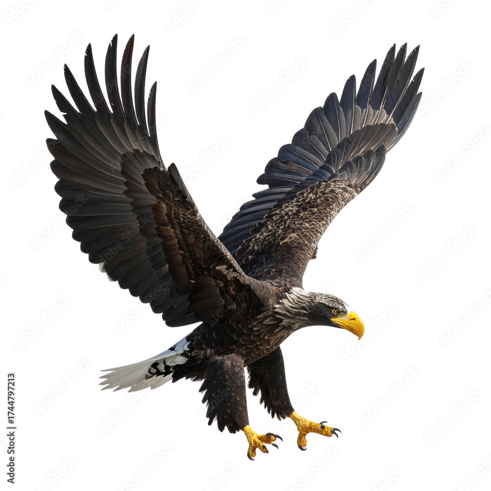 Fototapeta premium american bald eagle, on transparent background, cutout