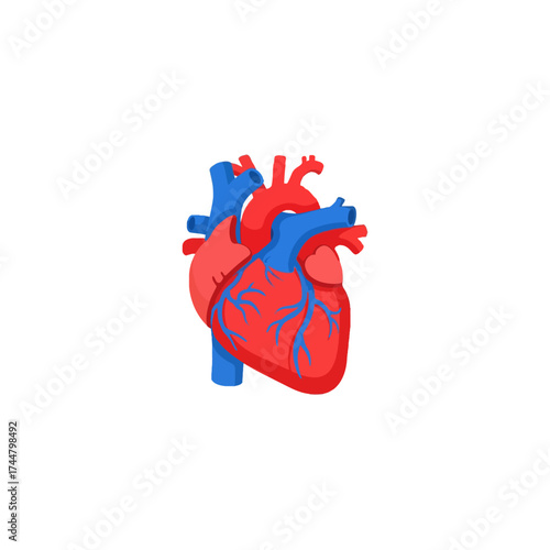 Vivid anatomical illustration of a human heart, clearly depicting its chambers, arteries, and veins in red and blue.