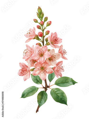 Watercolor pink cherry blossoms with green leaves on black background isolated on a transparent background