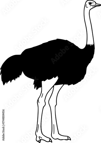 Ostrich silhouette standing with long neck thin legs and feathered body large flightless bird