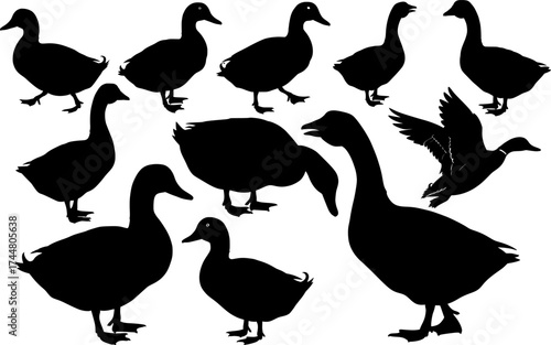 Duck and goose silhouettes collection showing various poses standing swimming and flying waterfowl birds set