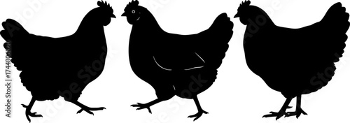 Three hens silhouettes collection showcasing farm chickens in different standing poses for rustic agricultural design