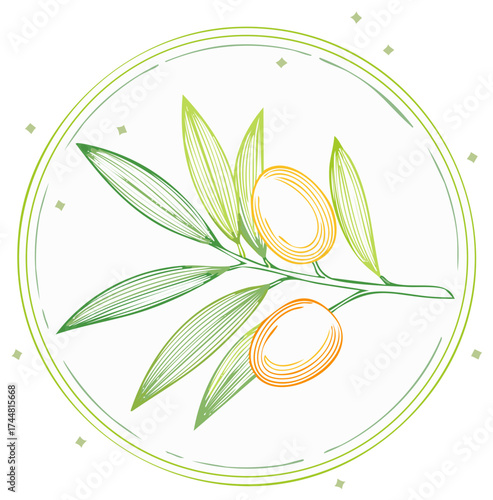 Elegant olive branch with leaves and fruit in a circular frame line art vector icon