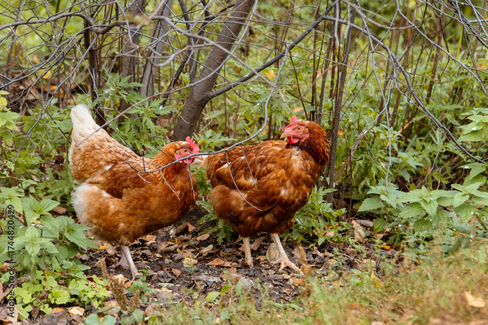 Fototapeta premium In the background are thick grass and fallen leaves.Two red hens stroll through the forest among branches and low green vegetation.