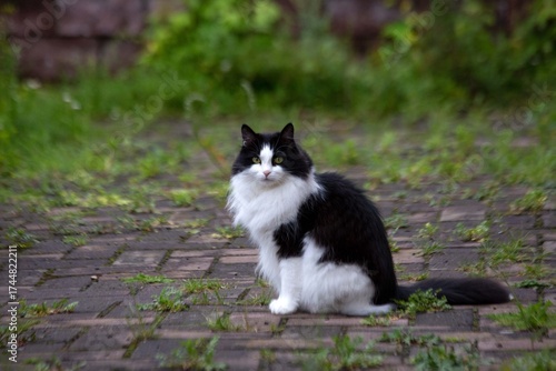 A domestic cat walks outside in the summer. Pet care.