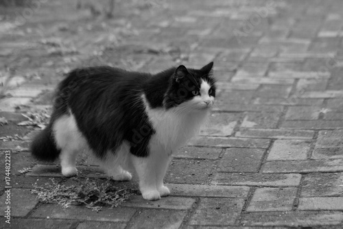 A domestic cat walks outside in the summer. Pet care.