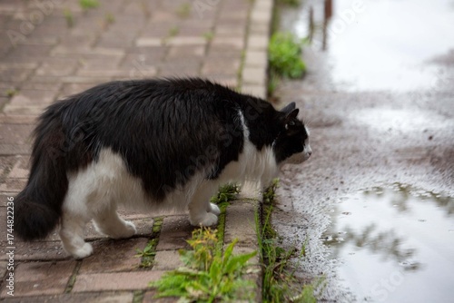 A fluffy domestic cat walks outside in summer.