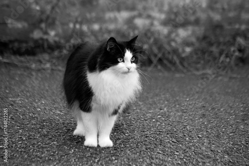 A domestic cat walks outside in the summer. Pet care.