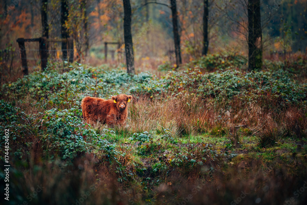 Fototapeta premium Scottish Highland Cattle on a Meadow