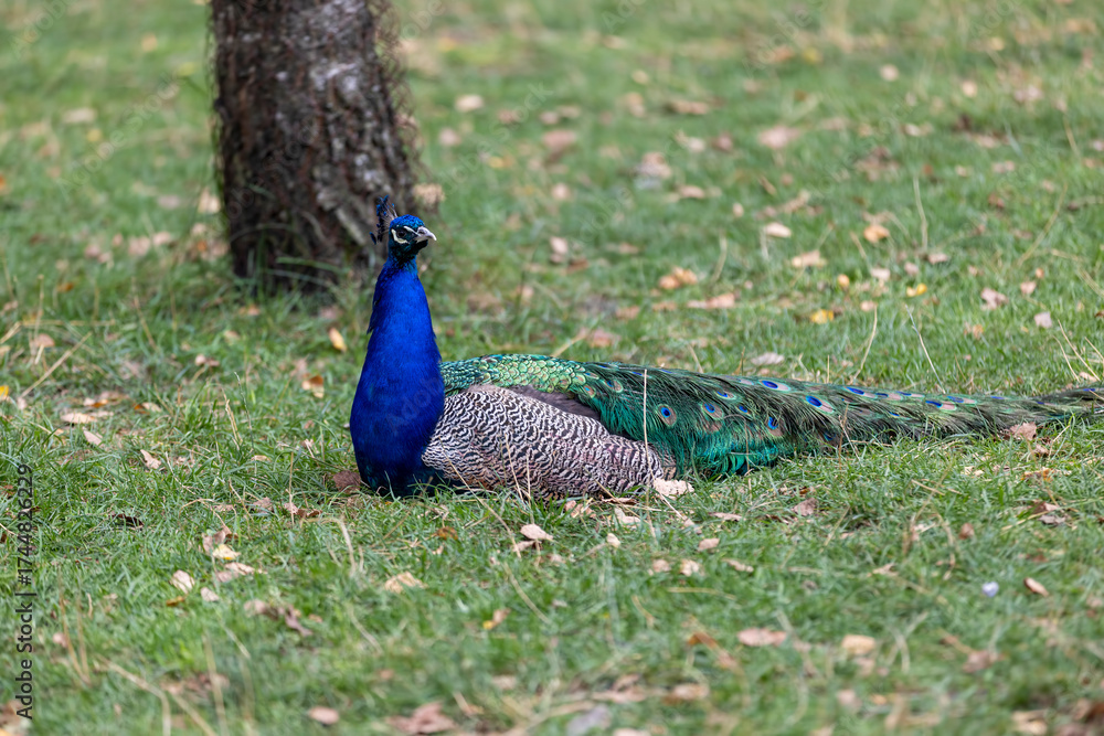 Obraz premium A peacock bird of different colors lies resting in the green grass, a blue peacock with colored plumage lies on the green grass in the summer season