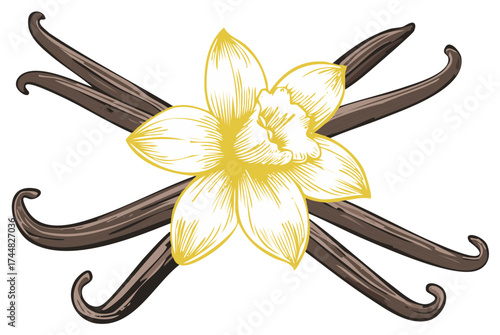 Yellow vanilla orchid flower illustration with dried brown vanilla bean pods crossed for flavor and aroma