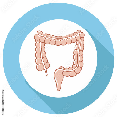 Human large intestine anatomical icon in a flat design style with long shadow