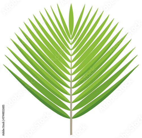 Palm Tree Leaf Tropical Plant Green Frond Vector Illustration