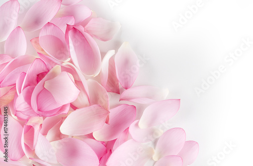 Pink lotus flower petals