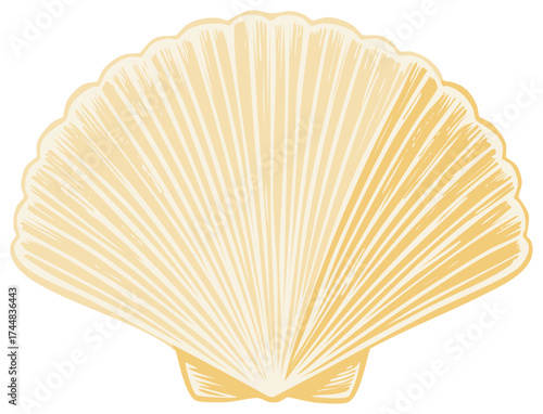 Elegant illustration of an open scallop shell with cream and beige coloring, perfect for summer beach themes and coastal decor designs
