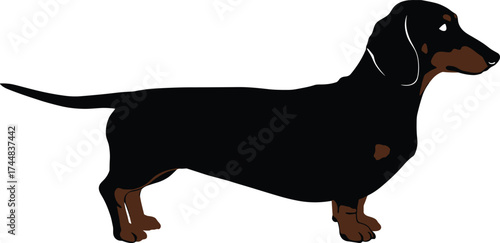 Black and tan dachshund vector illustration, canine icon for pet lovers, breed recognition, loyalty concept, dog silhouette, isolated on white background