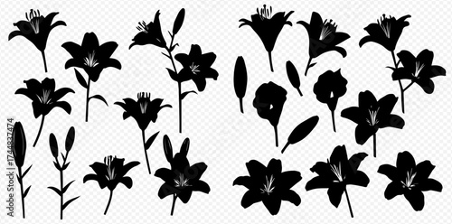 A collection of black lily flower silhouettes, including buds, stems, and individual petals, isolated for design.