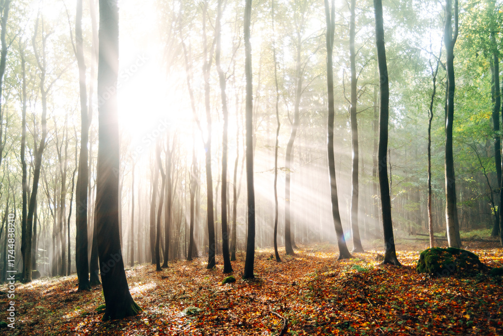 Fototapeta premium Foggy Forest