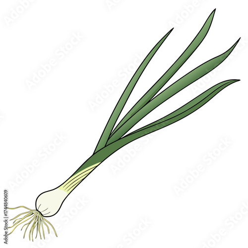 Fresh Scallion: A vibrant scallion, showcasing fresh and appetizing green leaves, is a captivating display of natural bounty.