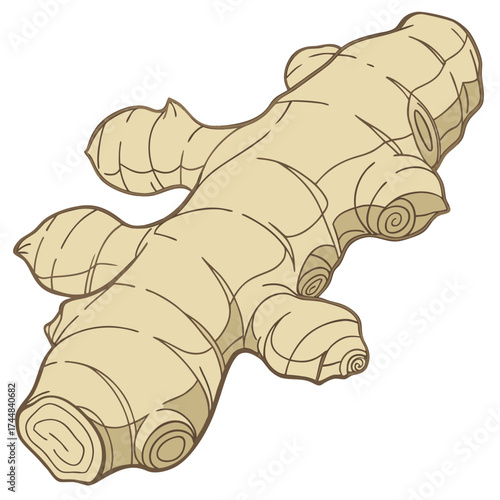 Ginger Root Illustration: An elegantly crafted illustration of a fresh ginger root, showcasing its unique shape and textured skin. This image is perfect for culinary themes, health and wellness.