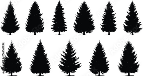 Set of twelve black conifer tree silhouettes showing diverse shapes and branch styles for botanical, design, nature, and vector illustration use