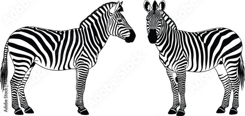 Two zebras standing illustration black and white animals art