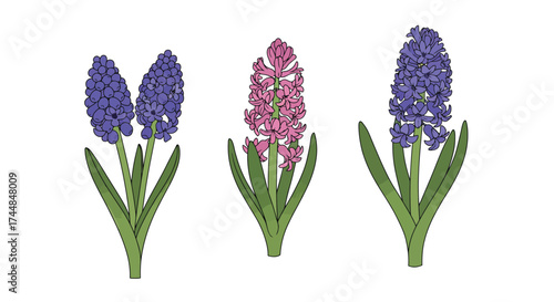 A colorful illustration of three hyacinth flower stalks with green leaves