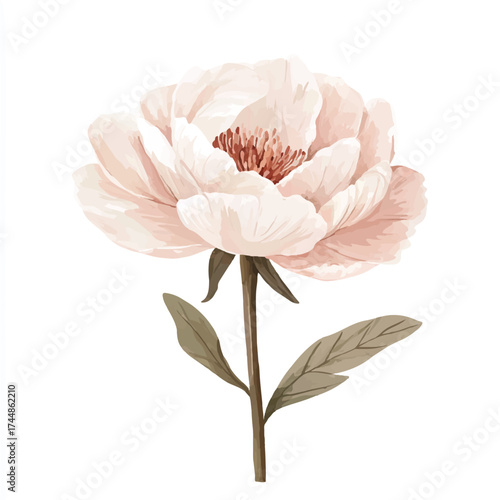 Delicate Light Pink Peony with Detailed Center.