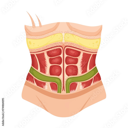 Detailed abdominal muscle anatomy for fitness education illustrating core strength and internal structure, ideal for health and wellness content creation