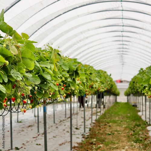 A long view down a central aisle of a polytunnel greenhouse, showing neat rows of strawberry plants under a white arched roof, symbolizing modern farming.