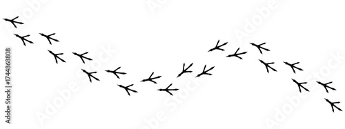 Сhicken trail, bird tracks footprints, path isolated, paw print, animal tracks. Paws, chicken tracks, diagonal path of chicken tracks, vector black silhouettes. Scatter seamless pattern in eps 10.