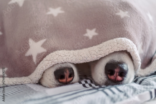 Cute noses of two huskies under a blanket. Concepts of love, intimacy and friendship, comfort and happiness. Valentine's Day, February 14th.